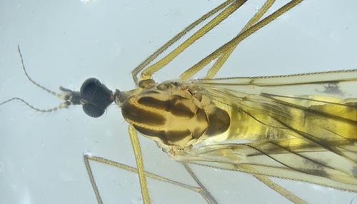 Réf. 353 508 : Limonia nubeculosa